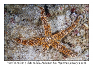 Friant's Sea Star