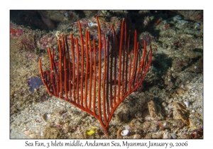 Sea Fan