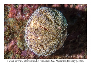 Flower Urchin