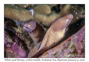 White-eyed Moray