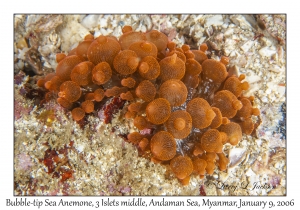 Bubble-tip Sea Anemone