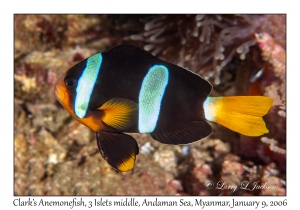 Clark's Anemonefish