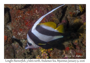 Longfin Bannerfish