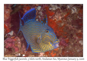 Blue Triggerfish juvenile