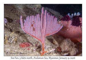 Sea Fan