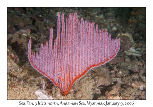 Sea Fan