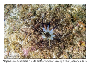 Magnum Sea Cucumber