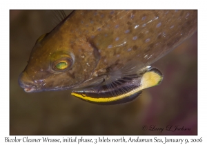 Bicolor Cleaner Wrasse