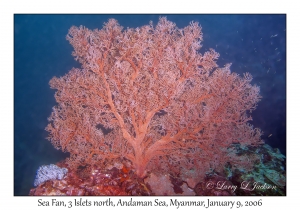 Sea Fan