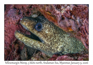 Yellowmargin Moray