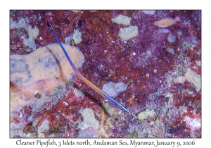 Cleaner Pipefish