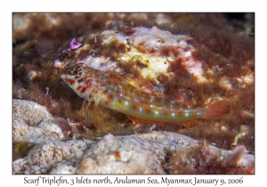 Scarf Triplefin