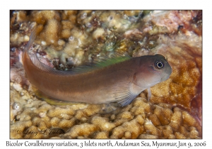 Bicolor Coralblenny variation