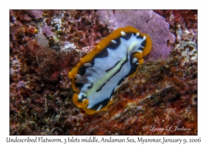 Undescribed Flatworm