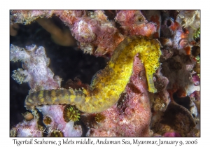 Tigertail Seahorse