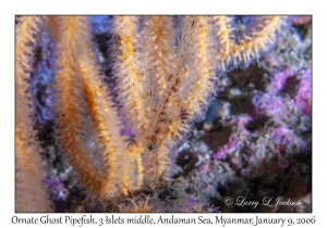 Ornate Ghost Pipefish