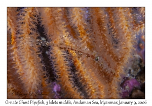 Ornate Ghost Pipefish