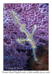 Ornate Ghost Pipefish male