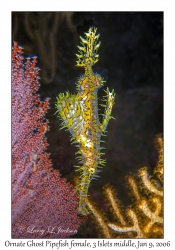 Ornate Ghost Pipefish female