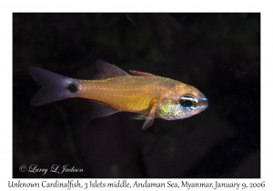Unknown Cardinalfish