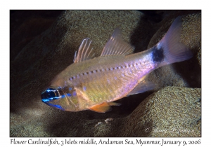 Flower Cardinalfish