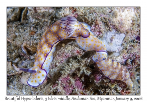 Beautiful Hypselodoris