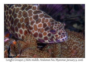 Longfin Grouper