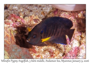 Yellowfin Pygmy Angelfish