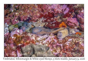 Fimbriated, Yellowmargin & White-eyed Morays