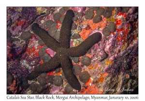 Catala's Sea Star