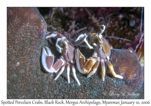 Spotted Porcelain Crabs