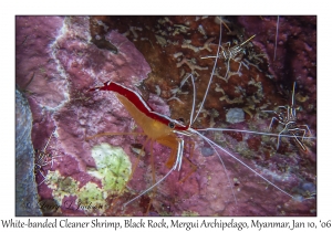 White-banded Cleaner Shrimp