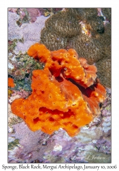 Unknown Sponge