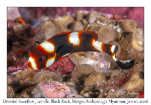 Oriental Sweetlips juvenile