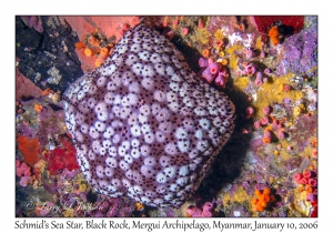 Schmid's Sea Star