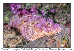 Tasseled Scorpionfish