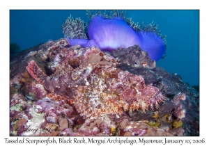 Tasseled Scorpionfish