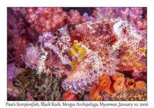 Poss's Scorpionfish