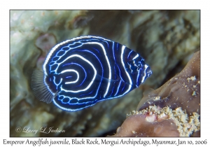 Emperor Angelfish juvenile