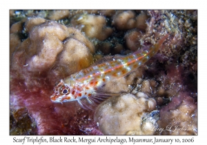 Scarf Triplefin