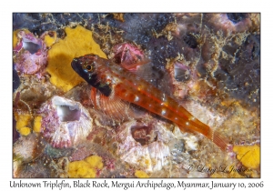 Unknown Triplefin