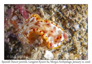 Spanish Dancer juvenile