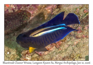 Bluestreak Cleaner Wrasse