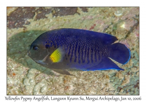 Yellowfin Pygmy Angelfish