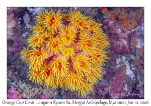 Orange Cup Coral