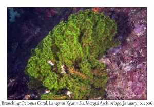 Branching Octopus Coral