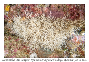 Giant Basket Star