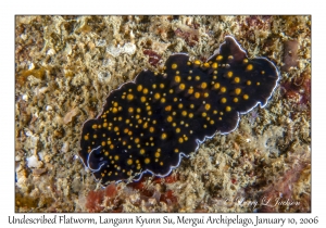 Undescribed Flatworm