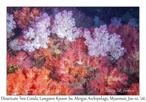 Divaricate Tree Coral