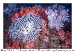 Schlegel's Feather Star